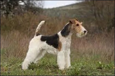 Quelle illustration doit-on ajouter à terrier* pour avoir le nom complet du chien fièrement dressé en photo principale ?