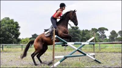 Quel niveau as-tu et depuis combien de temps cela fait-il que tu montes à cheval ?