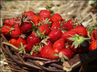 En quelle saison les fraises sont-elles majoritairement récoltées ?