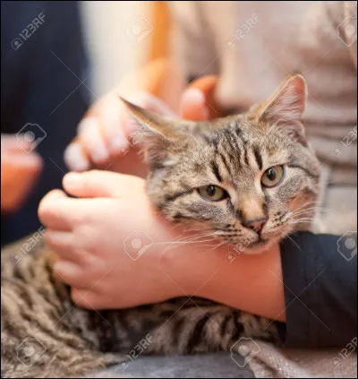 Est-ce que ton chat va sur tes genoux ?