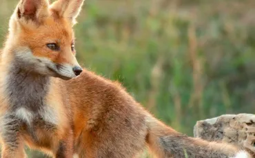 Quiz Animaux