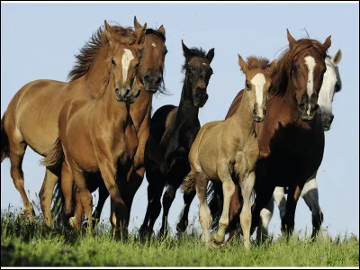 Comment appelle-t-on un groupe de chevaux ?