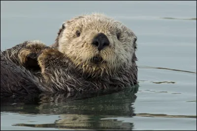 Quel est cet animal ?