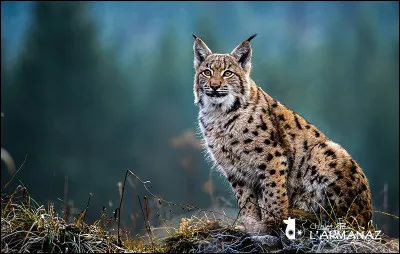 Quel est le plus grand prédateur terrestre et l'animal terrestre le plus lourd parmi les choix proposés ?