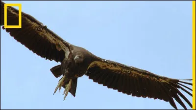 Quelle est la race de l'oiseau qui tournoie au-dessus de la famille lion ?