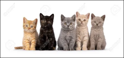 Tu es un chat. De quelle couleur est ton pelage ?