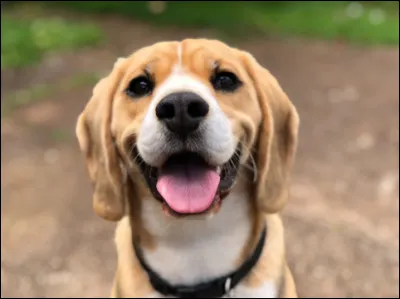 Les chiens peuvent sentir jusqu'à combien de fois mieux que les humains ?