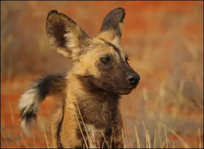 Quel est cet animal originaire d'Afrique ?