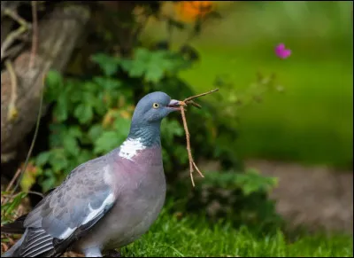 Quel est l'autre nom du pigeon ramier ?