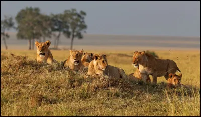 Quelle est la particularité des lions ?