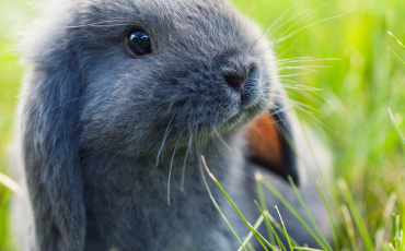 Quiz Animaux