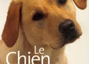 Quiz Les races de chiens - 2