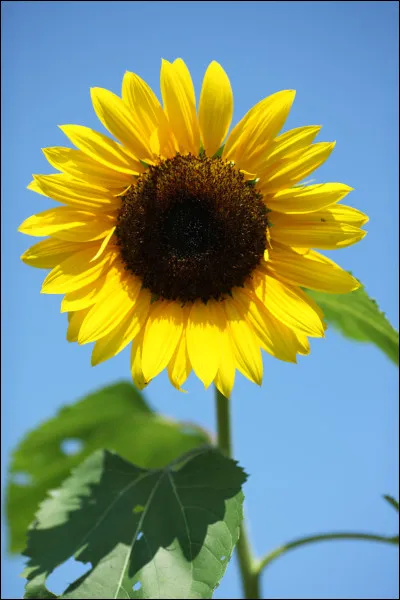 Quelle est cette plante en T avec une grande tige et une grande fleur dont les graines sont riches en huile alimentaire ?