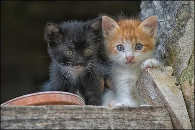 Tu es un chaton dans la pouponnière, Petite Flaque (en noir), et ton frère, Petit Hibou (en roux et blanc), te proposent de sortir de la pouponnière, sans que personne ne le sache. Comment réagis-tu ?