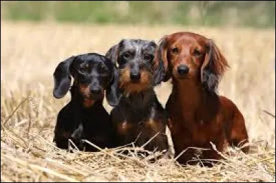 Quelle est la race de ces adorables petits chiens ?