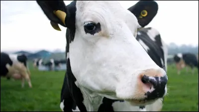 Comment s'appelle le petit de la vache ?