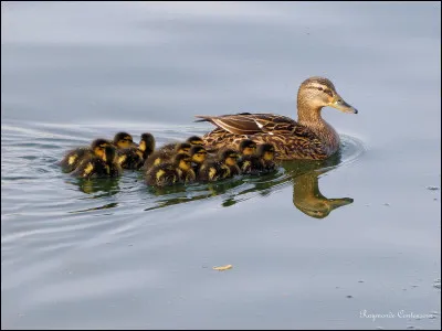 (800 )
Comment se nomme le petit de la cane ?