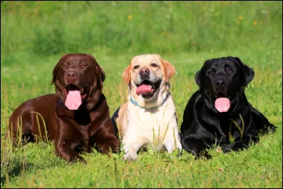 Pour commencer simplement, d'où vient le Labrador ?