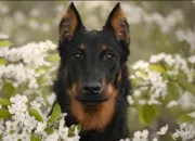 Quiz Le beauceron