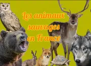 Test Quel est ton animal totem ?