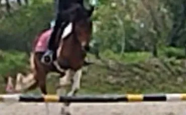 Quiz Equitation