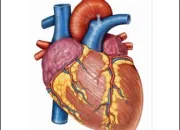 Quiz Arrt cardio-respiratoire