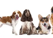 Quiz Connais-tu les races de chiens ?