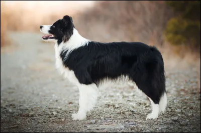 Quel est ce chien ?