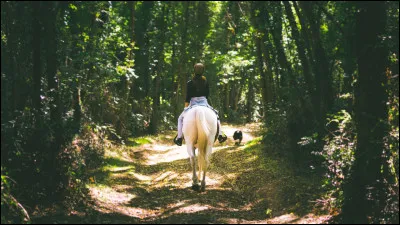 Si vous aviez un cheval, que compteriez-vous faire avec ?