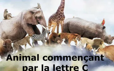 Quiz Animaux