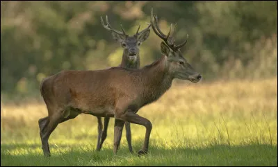 Voici le cerf élaphe :