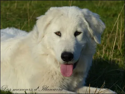 Quel est ce chien tout poilu ?