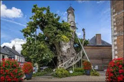 Je vous propose de commencer la semaine a pied du chêne millénaire d'Allouville-Bellefosse. Commune de Normandie, dans le pays de Caux, elle se situe dans le département ...