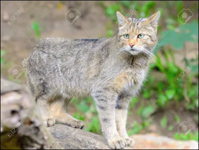 Quel est le nom latin du chat ?