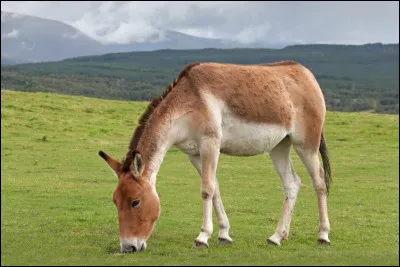 Quelle est cette race d’ânes sauvages ?