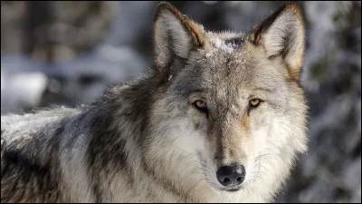 Quel animal a pour nom latin "Canis lupus" ?