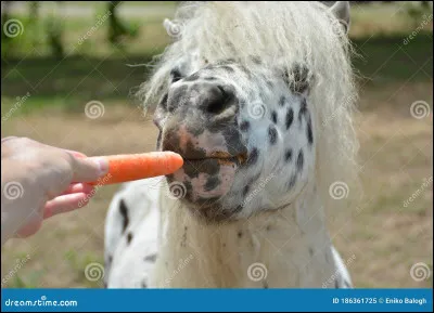 Les chevaux se nourrissent principalement de...