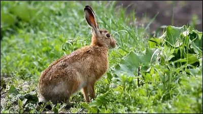 Le lièvre est un mammifère rongeur proche du lapin. Quel nom attribue-t-on à son cri ?