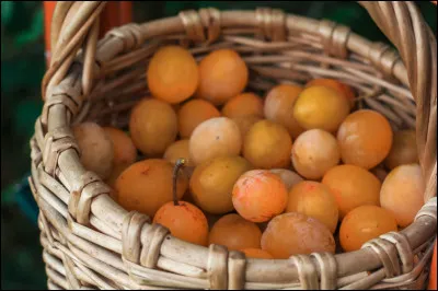 Fruit : où ces fruits sont-ils très répandus ?