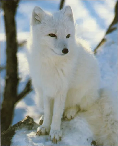 Quel est ce renard ?