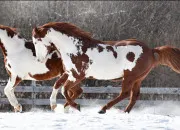 Quiz Quelle est lorigine de ces chevaux ?