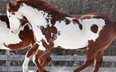 Quiz Chevaux