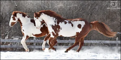 De quelle origine est le paint horse américain ?