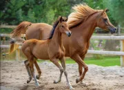 Quiz Les races de chevaux