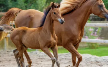 Quiz Chevaux