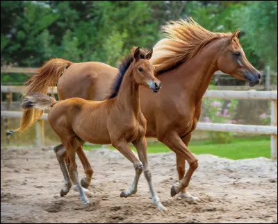 Quelle est cette race ?