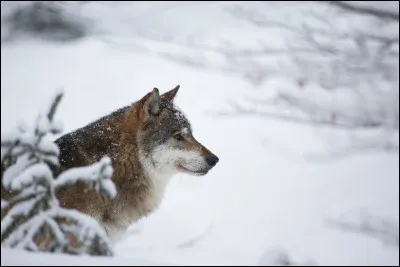 Le loup est-il un poisson, un amphibien, un reptile, un oiseau ou un mammifère ?