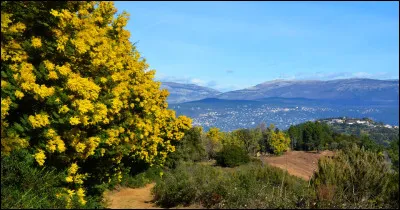 De quel pays le mimosa est-il originaire ?