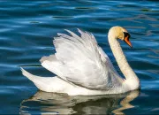 Quiz Le cygne en culture g !