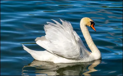 Comment dit-on "cygne" en anglais ?